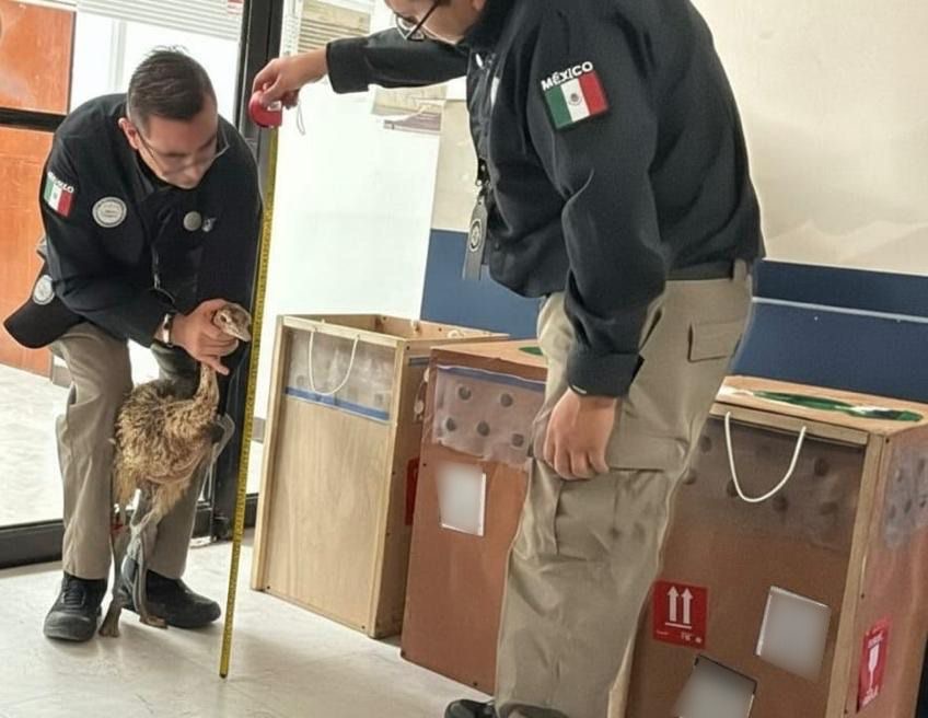 Guardia Nacional rescata avestruces en empresa de mensajería en Tamaulipas